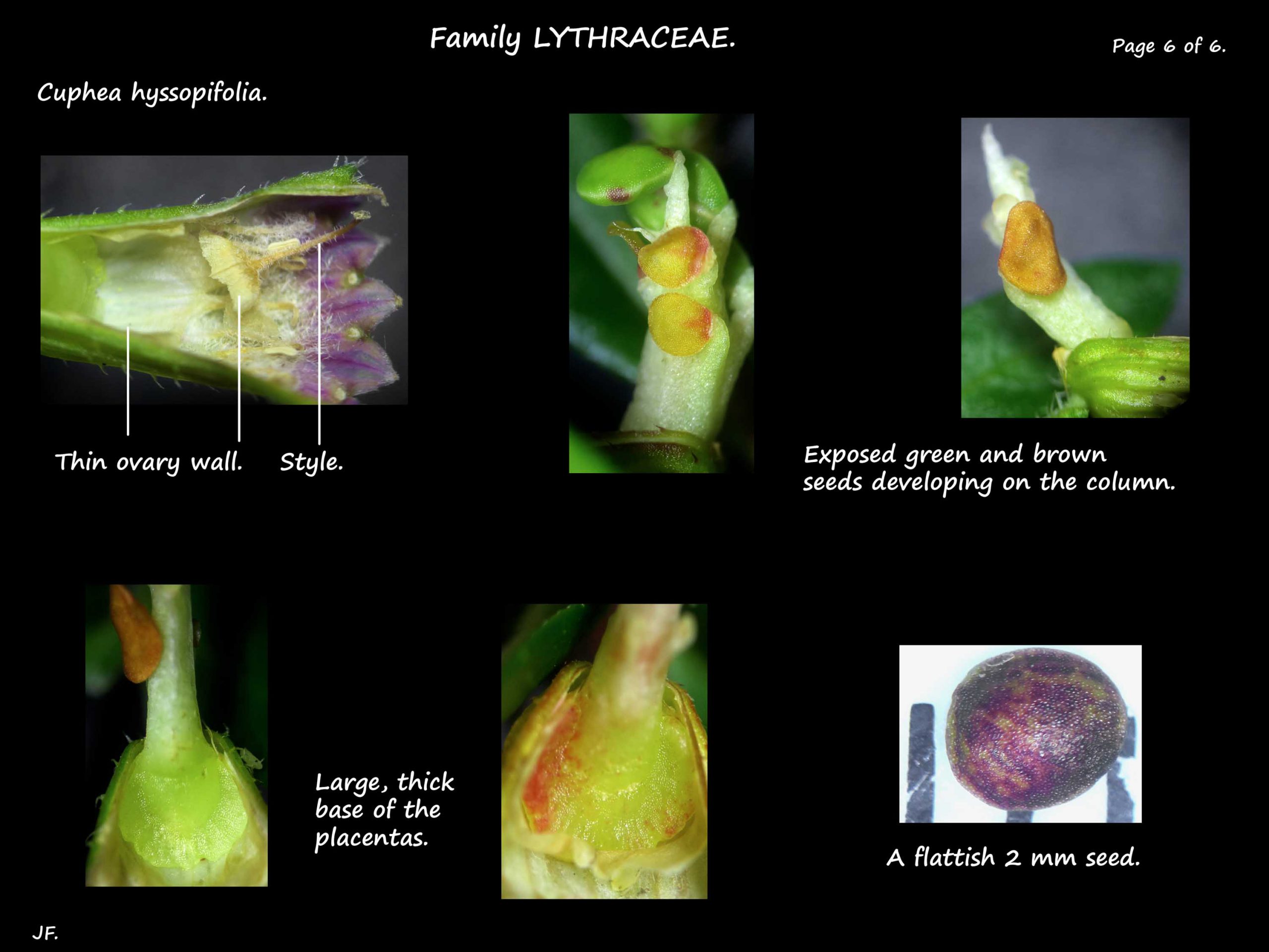 6 Cuphea hyssopifolia ovary & seeds